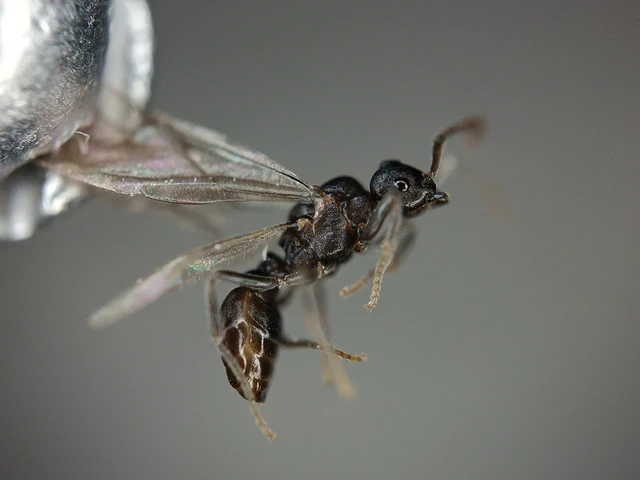 Tetramorium atratulum - satnya gyepihangya