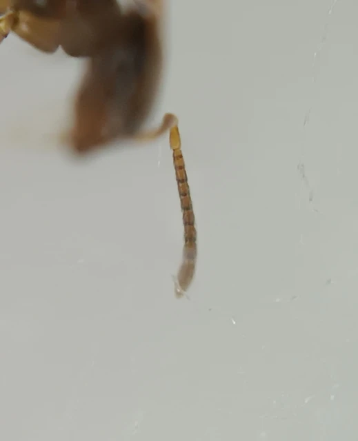 Plagiolepis pygmaea - lapos törpehangya