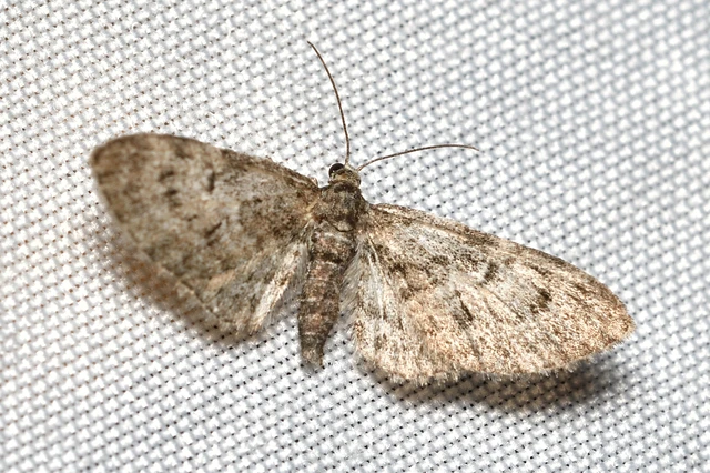 Eupithecia dodoneata - tölgy-törpearaszoló