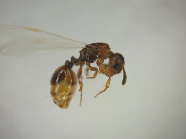 Temnothorax ravouxi - rabszolgatartó kéreghangya