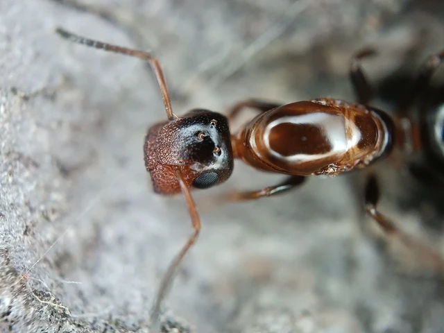 Colobopsis truncata - kapushangya