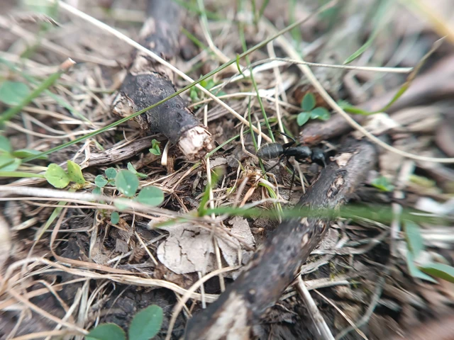 Camponotus vagus - fekete lóhangya