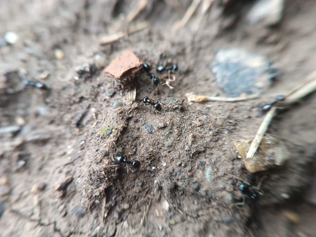 Lasius fuliginosus - kartonépítő fahangya
