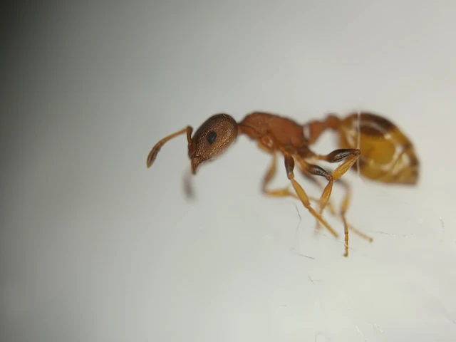 Temnothorax affinis - erdei kéreghangya