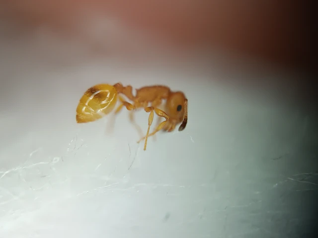 Temnothorax unifasciatus - gyűrűs kéreghangya