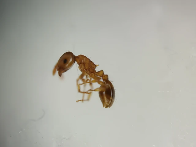 Temnothorax crassispinus - gubacslakó kéreghangya