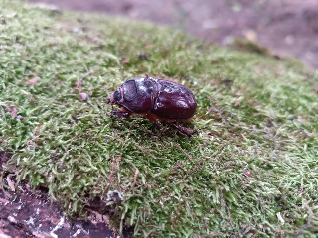 Oryctes nasicornis - orrszarvú bogár