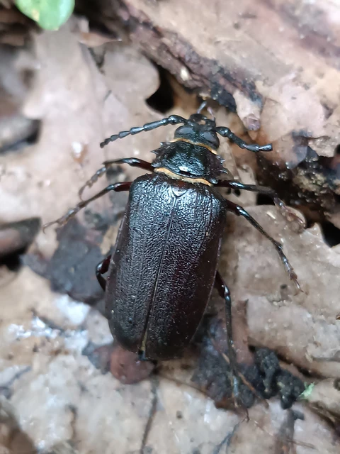 Prionus coriarius - csőszcincér