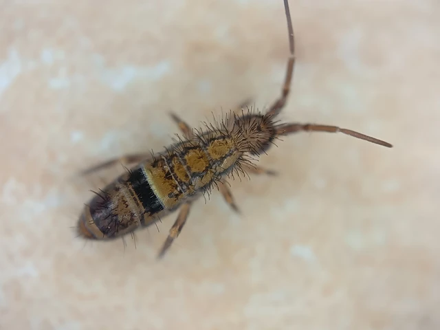 Collembola - Ugróvillások