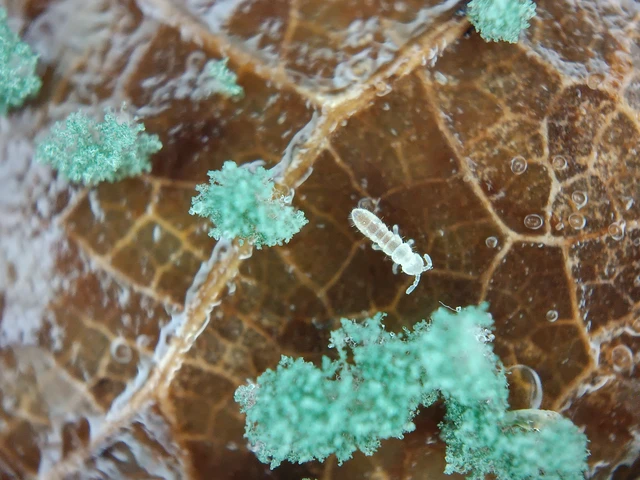 Collembola - Ugróvillások