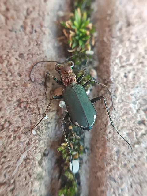 Cylindera germanica - parlagi homokfutrinka