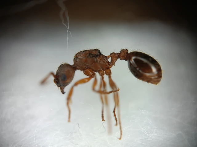 Myrmica curvithorax - sziki bütyköshangya