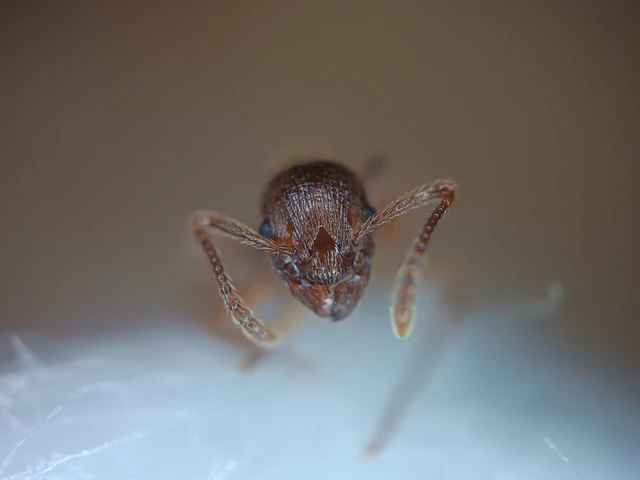 Myrmica rubra - közönséges bütyköshangya