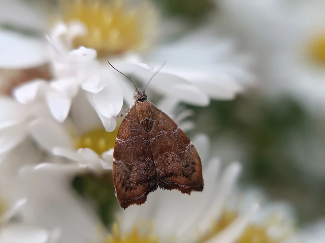 Choreutis nemorana - füge-levélmoly