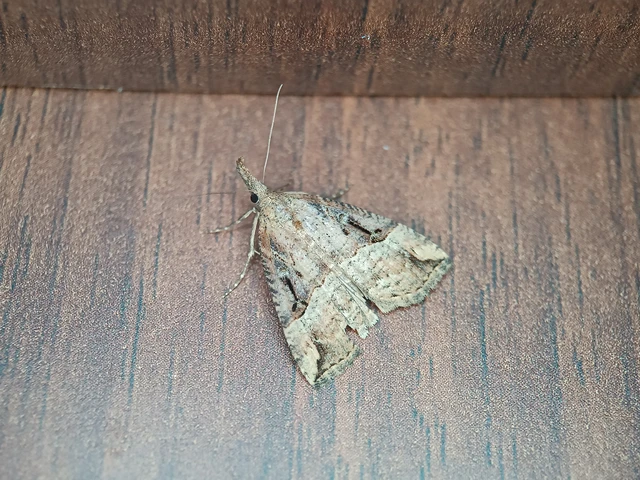Hypena rostralis - közönséges karcsúbagoly