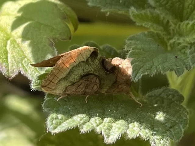 Diachrysia chrysitis/stenochrysis