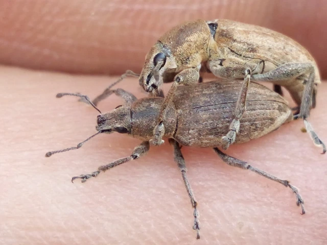 Tanymecus palliatus - közönséges hegyesfarúbarkó