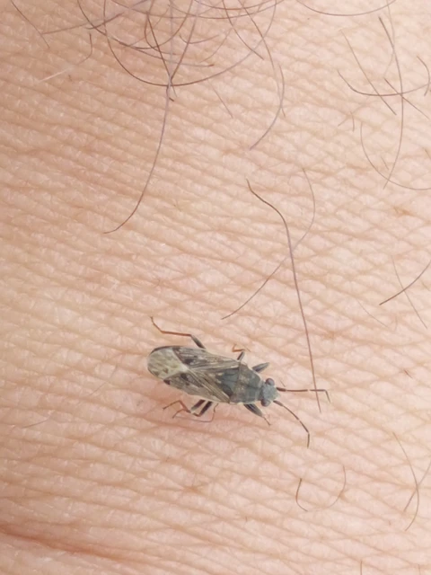 Peritrechus