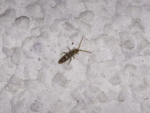 Collembola - Ugróvillások