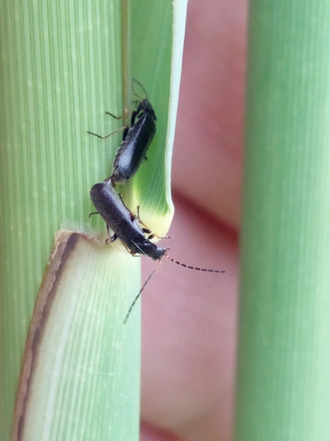 Cantharidae - lágybogárfélék