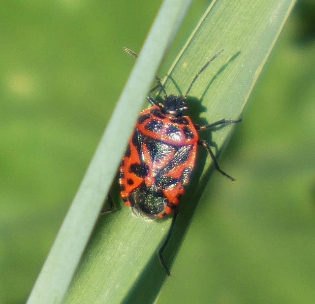 Eurydema Eurydema