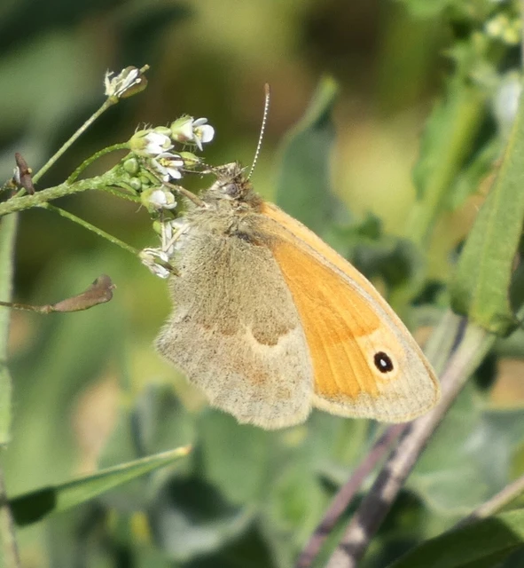 Coenonympha pamphilus - kis szénalepke