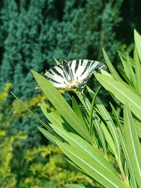 Iphiclides podalirius - kardoslepke