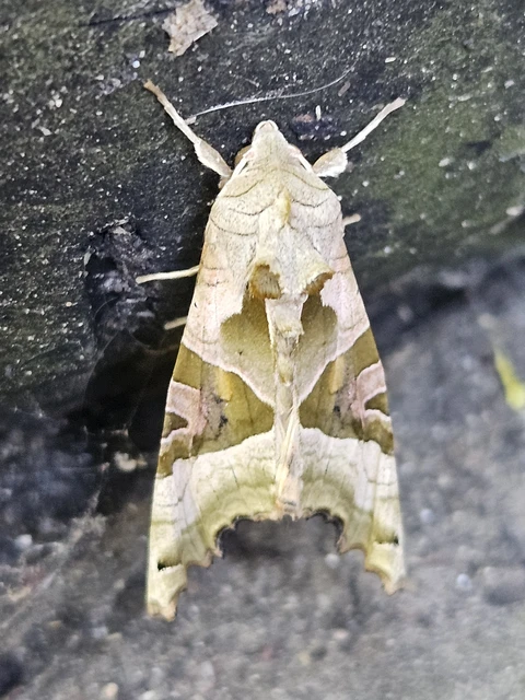 Phlogophora meticulosa - vándorló csipkésbagoly