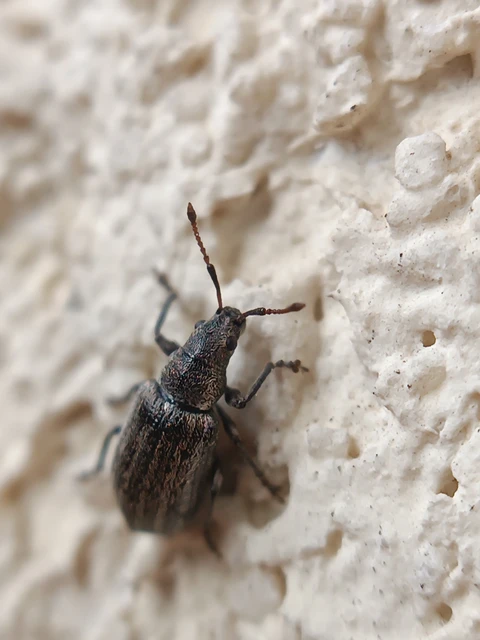 Phyllobius pyri - gyümölcsfa-levélormányos