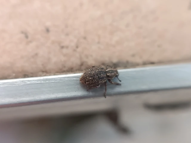 Cycloderes pilosulus - pikkelyeslábú ormányos