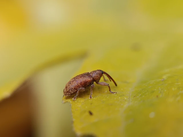 Dorytomus