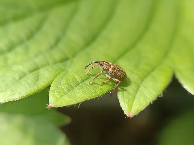Dorytomus