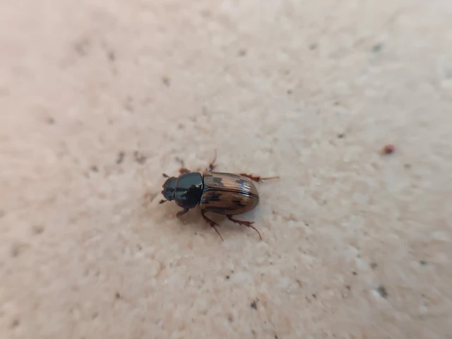 Aphodius distinctus - rajzos trágyabogár