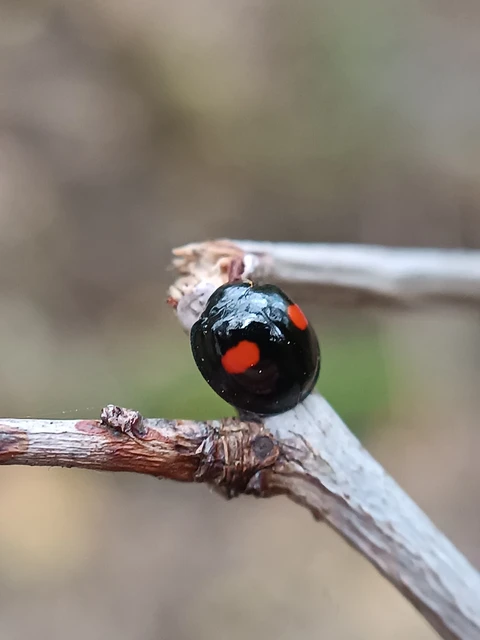 Chilocorus renipustulatus - vesefoltos szerecsenkata
