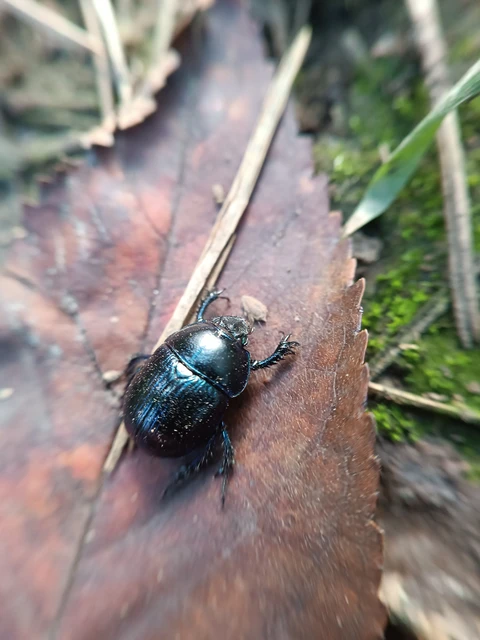 Anoplotrupes stercorosus - erdei álganéjtúró