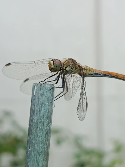 Sympetrum sanguineum - vörös katona-szitakötő