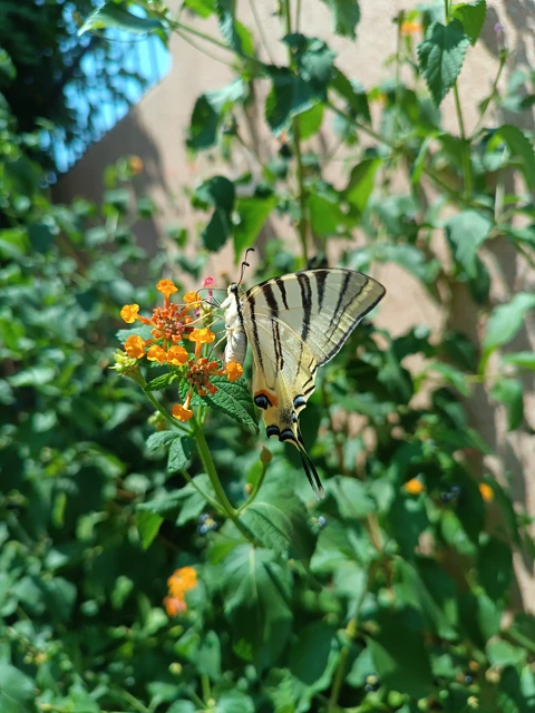 Iphiclides podalirius - kardoslepke