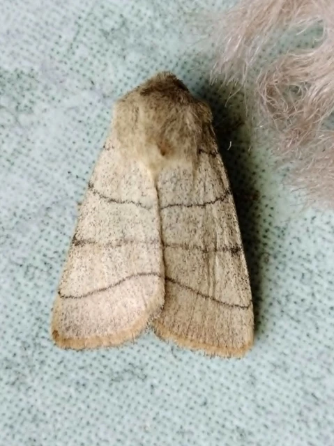 Charanyca trigrammica - háromsávos lombbagoly