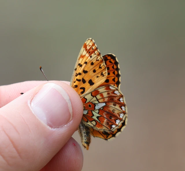 Boloria euphrosyne - árvácska-gyöngyházlepke Boloria euphrosyne - árvácska-gyöngyházlepke