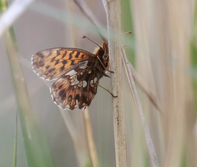 Boloria dia - kis gyöngyházlepke