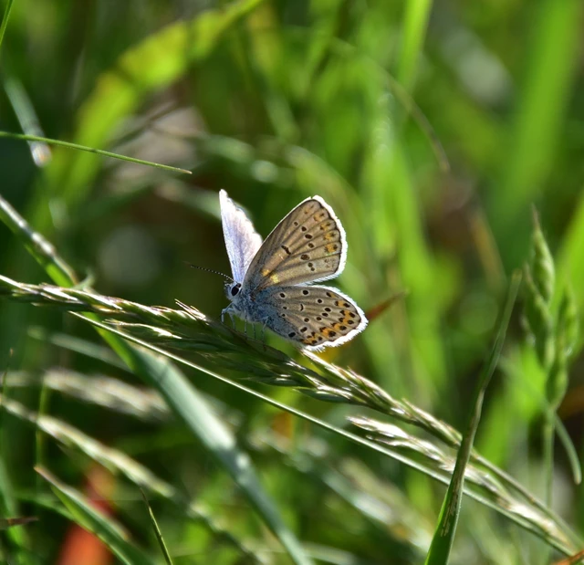 Plebejus argyrognomon - tintakék boglárka
