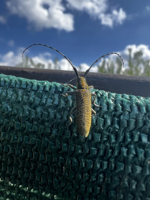Agapanthia villosoviridescens - fehérgyűrűs bogáncscincér