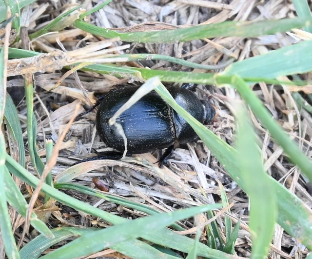 Pentodon idiota - butabogár