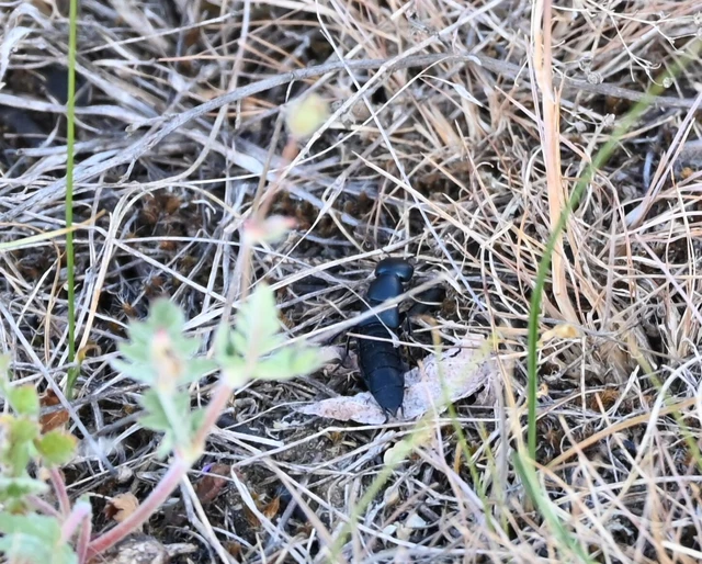 Ocypus ophthalmicus - kék holyva