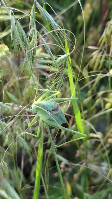 Isophya costata - magyar tarsza
