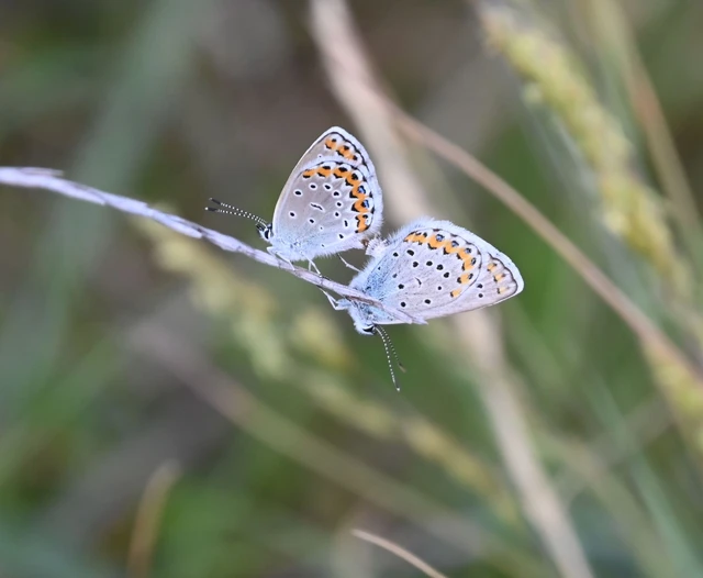 Plebejus argyrognomon - tintakék boglárka