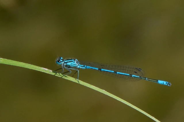 Coenagrion puella - azúrkék légivadász