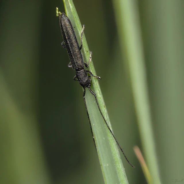 Theophilea subcylindricollis - hengeres szalmacincér
