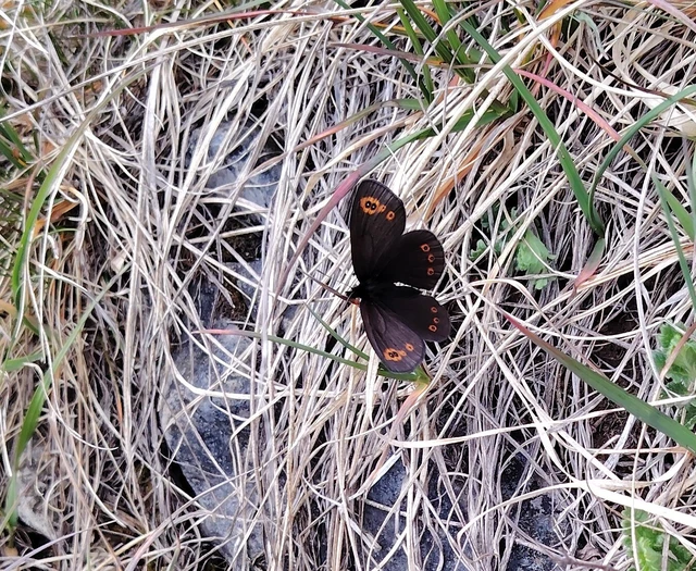 Erebia medusa - tavaszi szerecsenlepke
