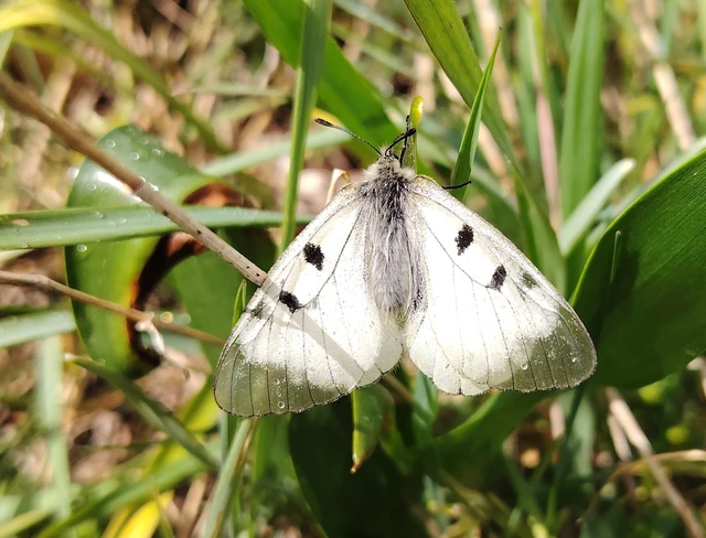 Parnassius mnemosyne - kis apollólepke